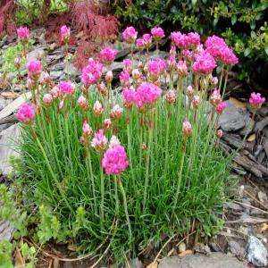   Fire Witch Garden Pinks Plant C274CL 