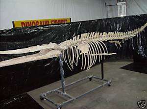 Fossil Extinct Whale New Species Cast Skeleton Kit  
