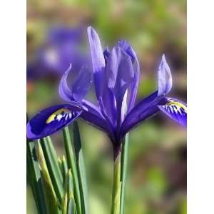  50 PURPLE OREGON IRIS (Tough Leaf Iris) Iris Tenax Flower 