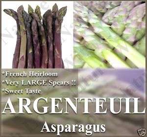 Asparagus Seeds   French HEIRLOOM ~~ARGENTEUIL PURPLE~~  