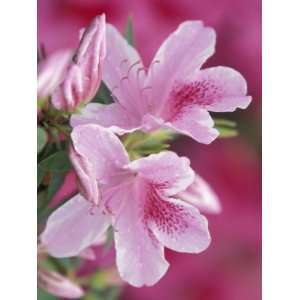 Azalea Blossom, Charleston, South Carolina, USA Premium Photographic 