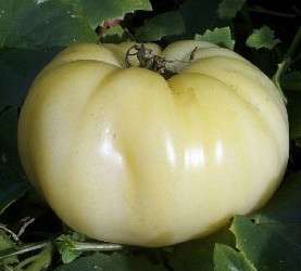 GREAT WHITE BEEFSTEAK heirloom tomato LOVES HEAT seeds  