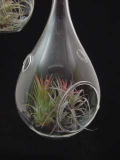 Airplant/Tillandsia Set of 3 Teardrop Orbs with Plants  