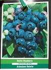 Delite Blueberry Plant Blueberries Healthy Plants Now   