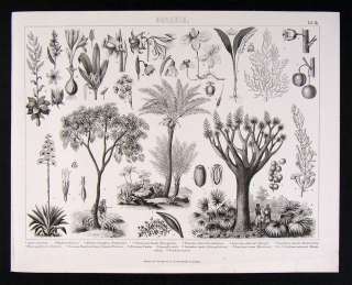 1874 Botanical Print   Palm Agave Dracaena Bulb Flower  