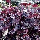 heuchera PURPLE PETTICOATS strong grower tolerates heat ***Live Potted 