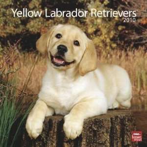  Yellow Labrador Retriever Puppies 2010 Wall Calendar 