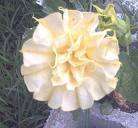 Devils Trumpets, Datura Double Yellow, fragrant, seeds  