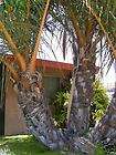 Jubaeopsis caffra RARE CLUMPING COCONUT Palm LIVE Tree