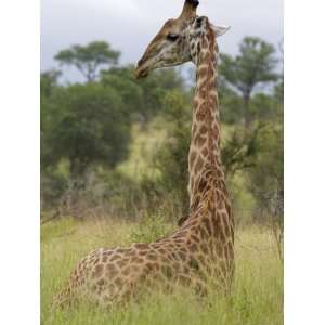 Giraffe, Giraffa Camelopardalis, Kruger National Park, Mpumalanga 