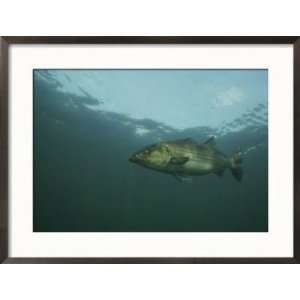 Striped Bass, Morone Saxatilis, Swims off the Coast Animals Framed 
