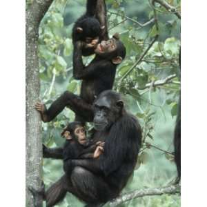 Jane Goodall Institute, Chimpanzees, Gombe National Park, Tanzania 
