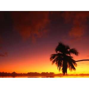  Coconut Palm in Sunset Silhouette at Aitutaki Lagoon 