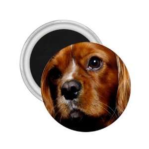  King Charles Spaniel 2 2.25in Magnet R0712 Everything 