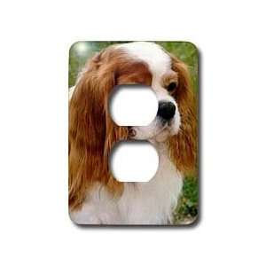   King Charles Spaniels   Light Switch Covers   2 plug outlet cover