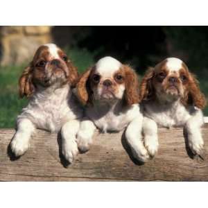  Three King Charles Cavalier Spaniel Puppies on Log Premium 