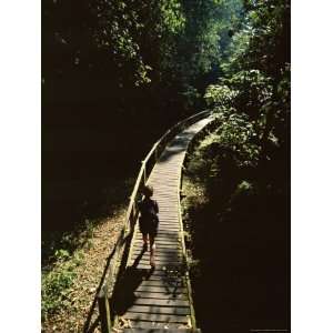  Walkway Through Rainforest, Niah National Park, Sarawak 