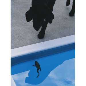  A Pet Dog Observes a Frog in a Swimming Pool Stretched 