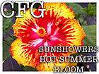 Tropical Plants, Hibiscus rosa sinensis items in Chickenfarmers 