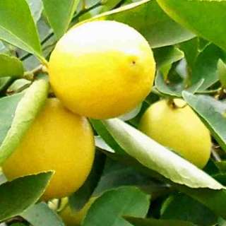 LEMON FRUIT TREE PLANT CUTTING★Seedless★Yellow Oval Fruit 