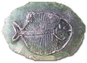 Baryonix Head Dinosaur Fossil Concrete Stamp (14)  