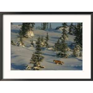  A Red Fox Walking Among Evergreen Trees in a Snowy 