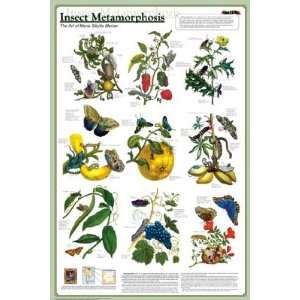  Feenixx   Insect Metamorphosis Poster   Laminated