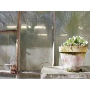  Potted Plant at a Flower Nursery, Parma, Italy Stretched 