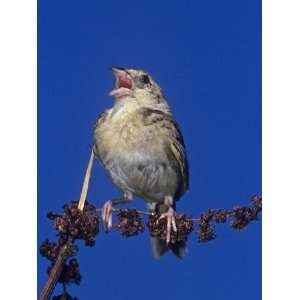 Grasshopper Sparrow Singing, Ammodramus Savannarum, Eastern USA 