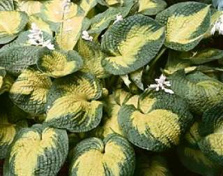   Brother Stefan with heavily corrugated leaves, garden plant  