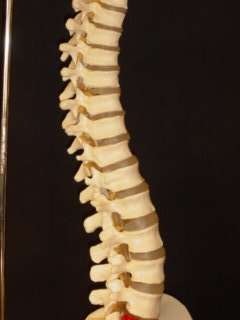 Vertebral Column Spine Model, Life Size, Anatomical  