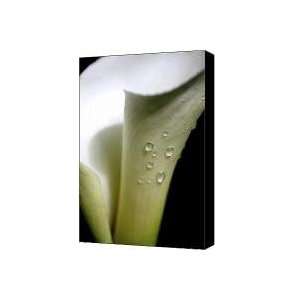  White Calla Lily Flower With Water Droplet . 7D5268 Canvas 