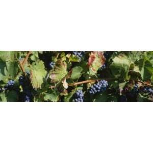 Close Up of Red Grapes in a Vineyard, Finger Lake, New York, USA by 