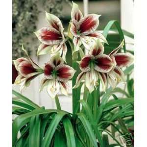  Amaryllis PAPILLIO~Brazilian Butterfly (large size) Patio 