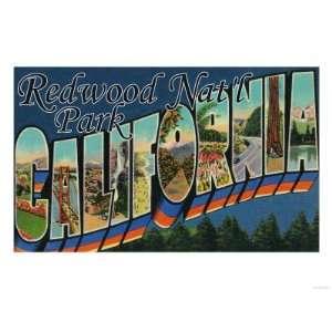 Redwood National Park, California   Large Letter Scenes Giclee Poster 