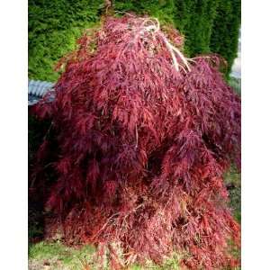  Red Dragon Weeping Japanese Maple 3   Year Graft Patio 