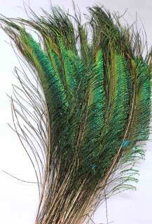 50pcs Sword Peacock Fern Feather 9 12 Natural Colors  
