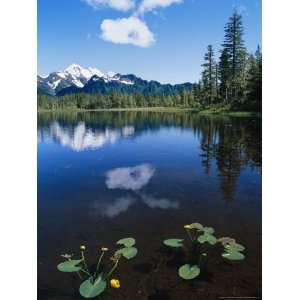  Pond Lilies, Powerline Lake, and Mckinley Mountain 