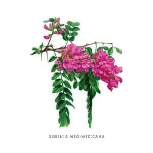  Robinia Neo Mexicana 24x36 Giclee