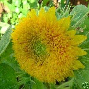 Sunflower Teddy Bear dwarf multi petaled 15, 75, 150 seeds choice 