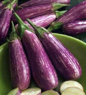 UNIQUE Gourmet EGGPLANT Fairy Tale Vegetable SEEDS  