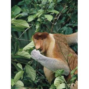  A Male Proboscis Monkey Feeds on Leaves Photographic 