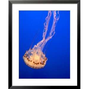  Jellyfish Display at the Monterey Bay Aquarium, Monterey 