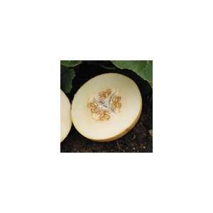  Melon Dove Hybrid Seeds Patio, Lawn & Garden