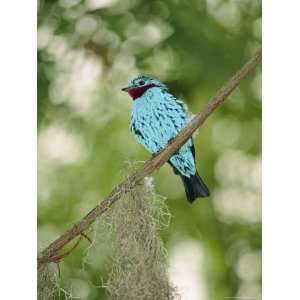  A Captive Spangled Continga Bird Perches on a Tree Branch 