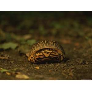  A Nervous Box Turtle Retreats into its Shell Stretched 