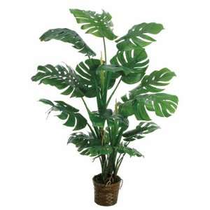  5 Split Philodendron