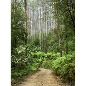  Road Through Rainforest, Yarra Ranges National Park 