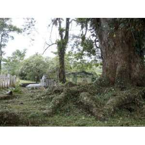  Giant Roots, Tree, in a Cemetery in Remote el Castillo 