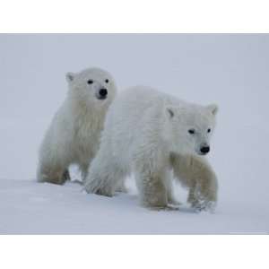  Polar Bears Walking Across the Snow National Geographic Collection 